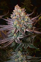 Seriotica Feminised Seeds