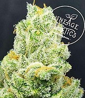 Champagne Orange Regular Seeds