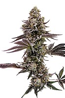 Blueberry Cupcake Feminised Seeds