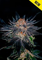 Gelato #47 Feminised Seeds