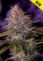 American Purple Feminised Seeds