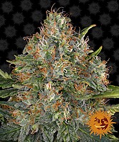 G13 Haze Régulier Graines