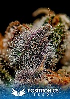 Chizpa by Zatu Feminised Seeds