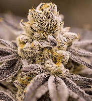 Mighty Bubble Gum Regular Seeds