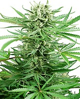 Papi Chulo OG Feminised Seeds