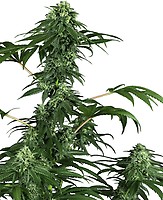 420 Punch Feminised Seeds