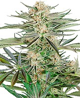 Screwdriver OG Feminised Seeds