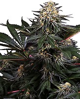 Lockdown Kush Feminised Seeds