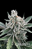 Polar Gelato Feminised Seeds