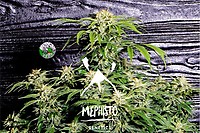 Super Orange Haze Auto Feminised Seeds