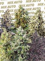 Sweet Mix Auto Féminisée Semences