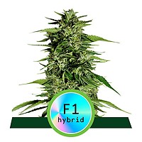 Hyperion F1 Auto Feminised Seeds
