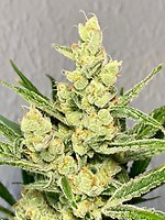 Strawberry Banana Auto Féminisée Semences - BULK x 100
