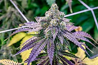 Fruity Pebbles Féminisée Semences - BULK x 100