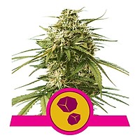 Gushers Feminised Seeds