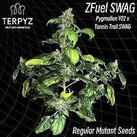 Zfuel Swag Regular Seeds