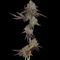DNA Cake Auto Feminised Seeds