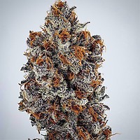 Banana Hammock RBX Feminised Seeds