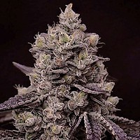 Fanta Sea RBX Feminised Seeds