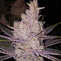 Orange Kush Cake R1 Féminisée Semences