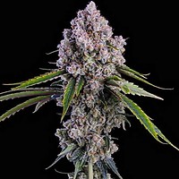 Pepe Silvia R1 Feminised Seeds