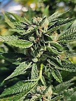 OG Kush RAPIDE Féminisée Semences - BULK x 100