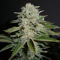 Sour Diesel RAPIDE Féminisée Semences - BULK x 100