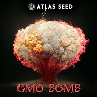 GMO Bomb Rapide Féminisée Semences