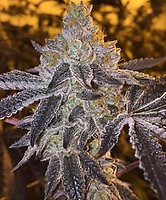 Gopher Glue Fast Feminised Seeds