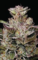 Donutz Feminised Seeds