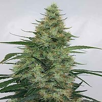Super Panama Haze Régulier Graines