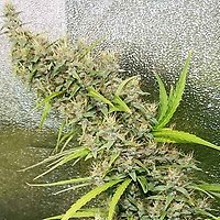 Thai x Panama Regular Seeds