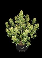 Sour Jealousy Auto Feminised Seeds