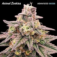 Animal Zookies Féminisée Semences