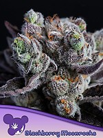 Blackberry Moonrocks Féminisée Graines