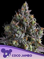Coco Jambo Feminised Seeds