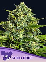 Sticky Boof Feminised Seeds
