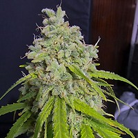 Orange Kush Auto Feminised Seeds