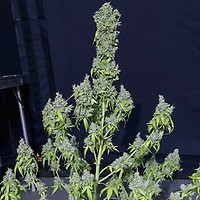 Magic Tree Auto Feminised Seeds