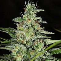 Monster CBD Feminised Seeds