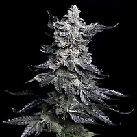 Granny's Apple Fritter Feminised Seeds