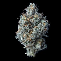 Challah Cake Feminised Seeds