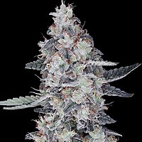 CheMACal Romance Auto Feminised Seeds