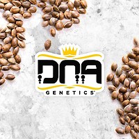 DNA Genetics Feminised Mix Pack