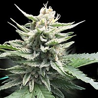 Honey Banana S1 Feminised Seeds