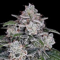 Return of the Mac Auto Feminised Seeds