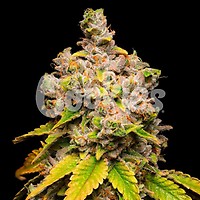 Lemon Cherry Sherb Feminised Seeds