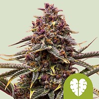 Pink Mist Auto Feminised Seeds