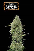 BCN Critical XXL Auto Feminised Seeds