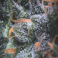 Black Cherry Punch Auto Feminised Seeds